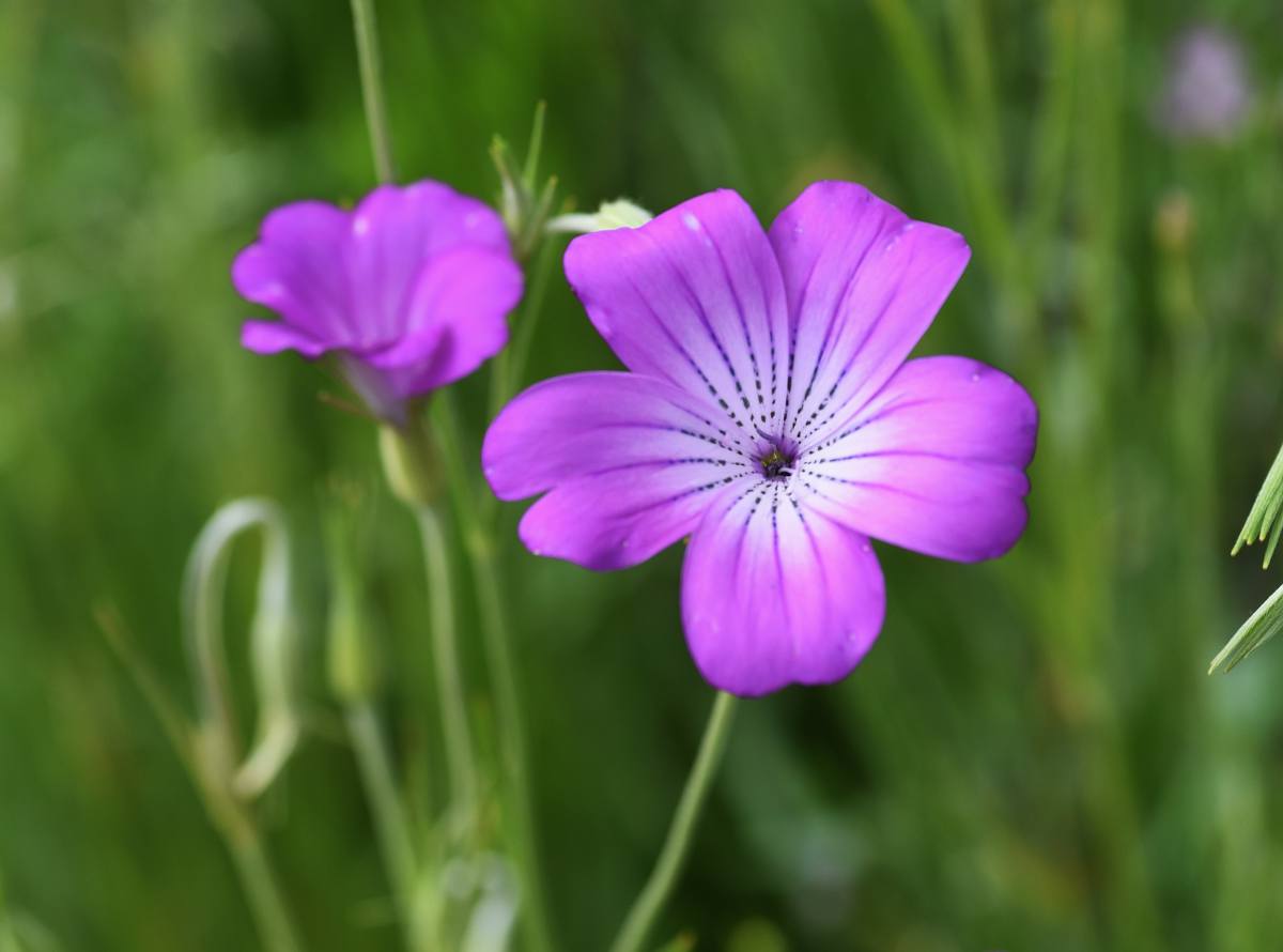 Jardiner Malin : jardinage et recettes de saison