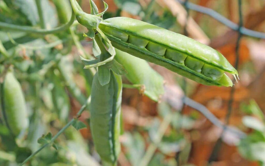 Jardiner Malin : jardinage et recettes de saison