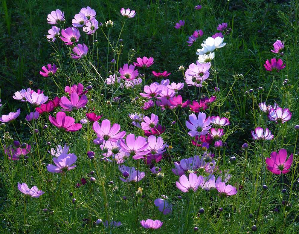 Jardiner Malin : jardinage et recettes de saison