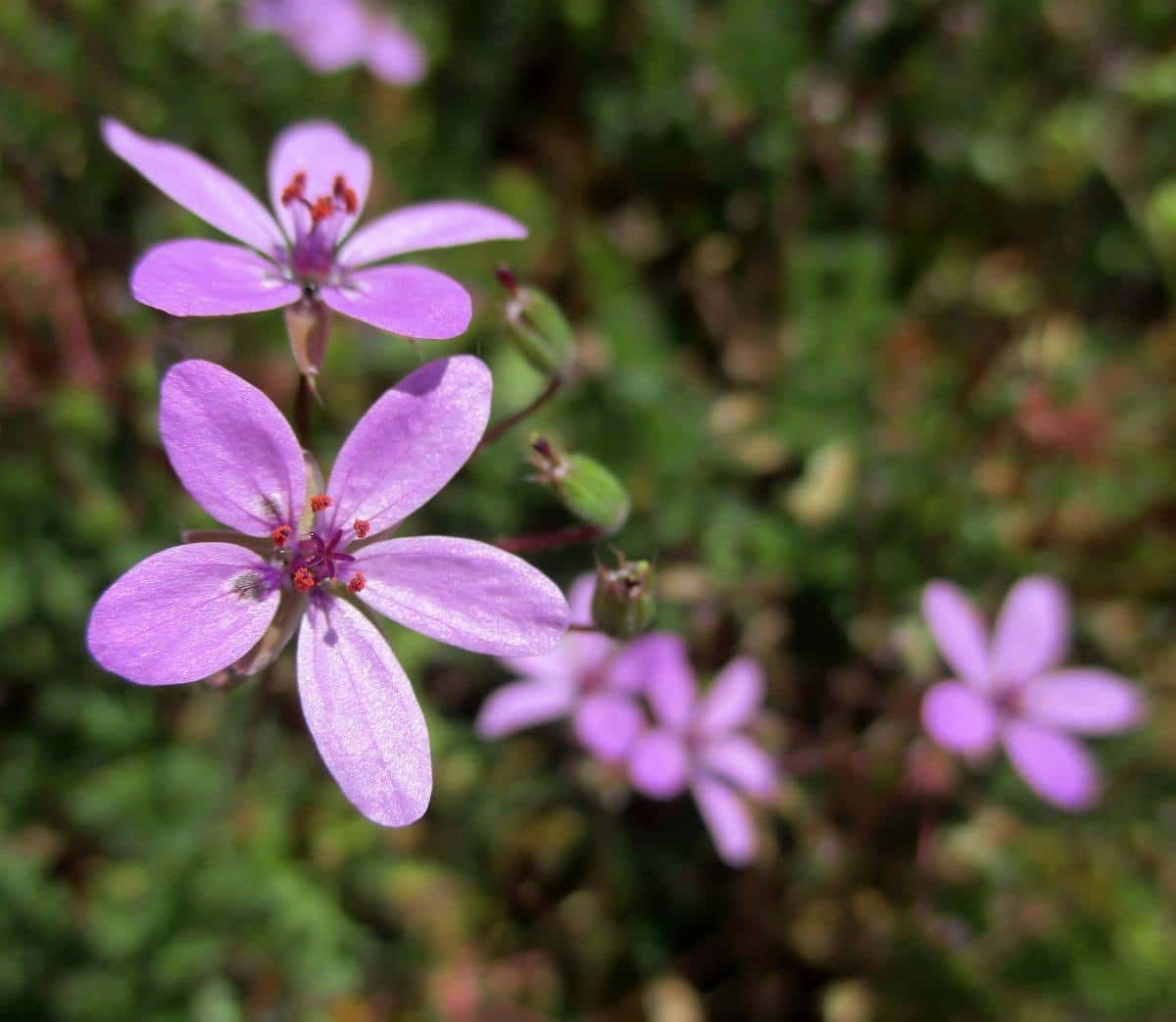 Jardiner Malin : jardinage et recettes de saison