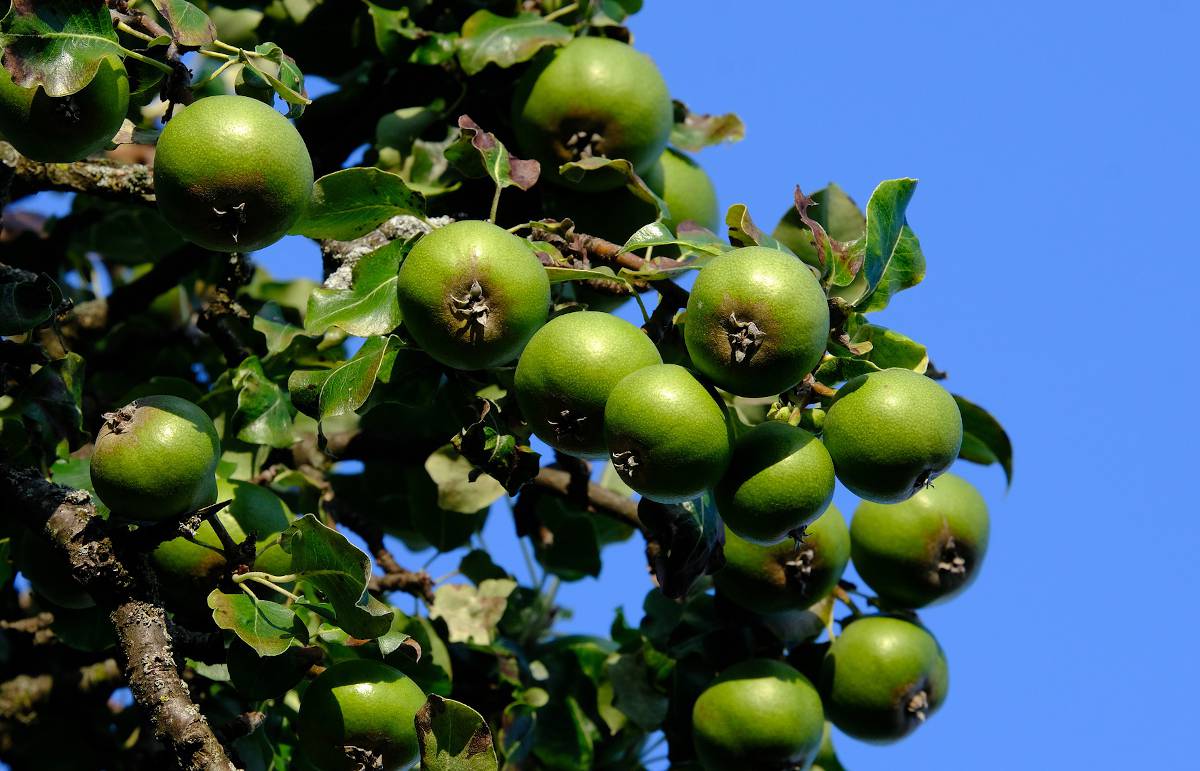 Jardiner Malin : jardinage et recettes de saison