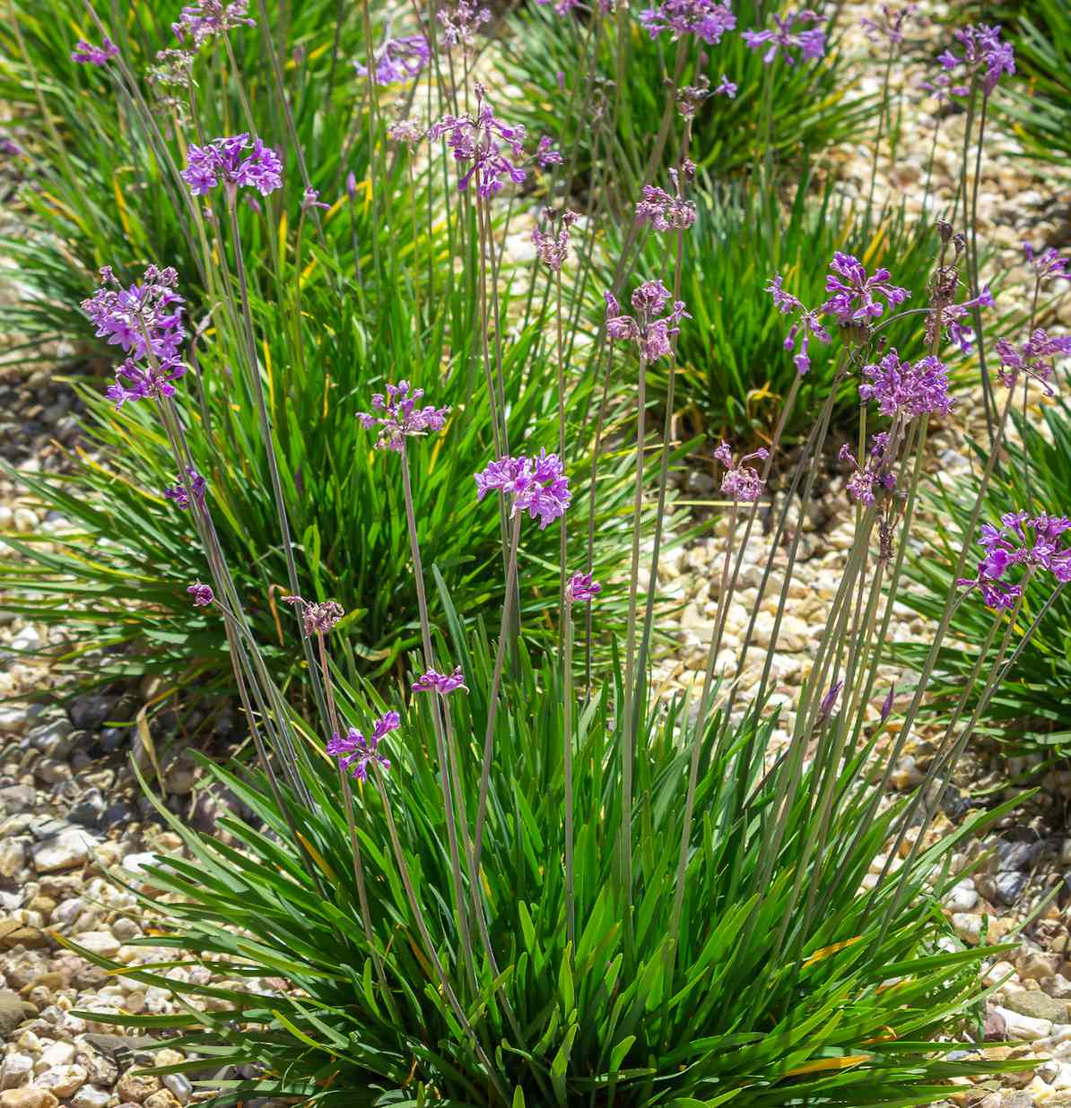 Jardiner Malin : jardinage et recettes de saison