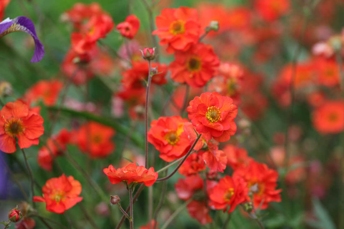 Jardiner Malin : jardinage et recettes de saison