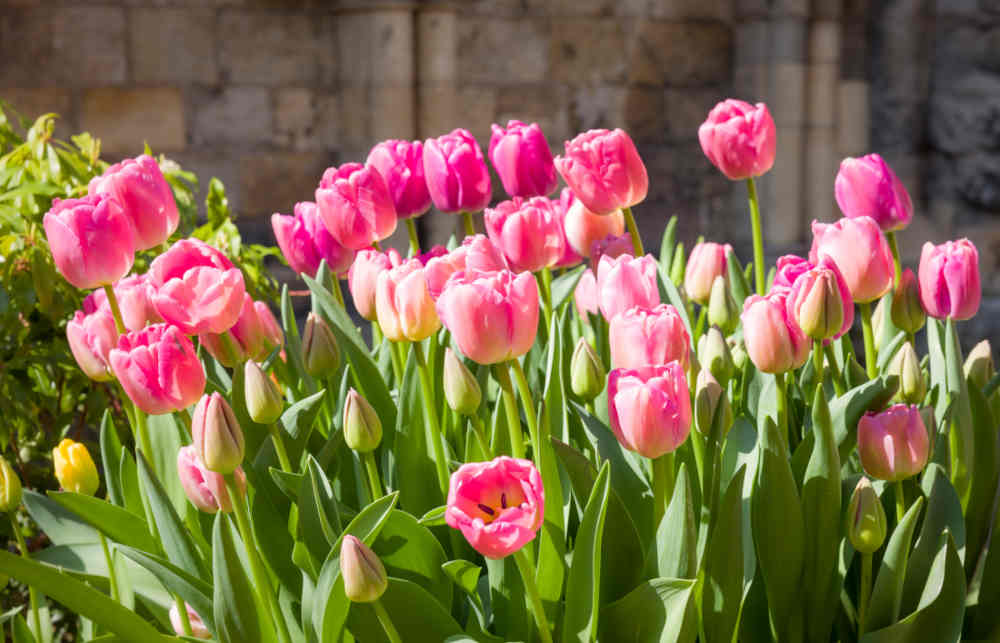 Jardiner Malin : jardinage et recettes de saison