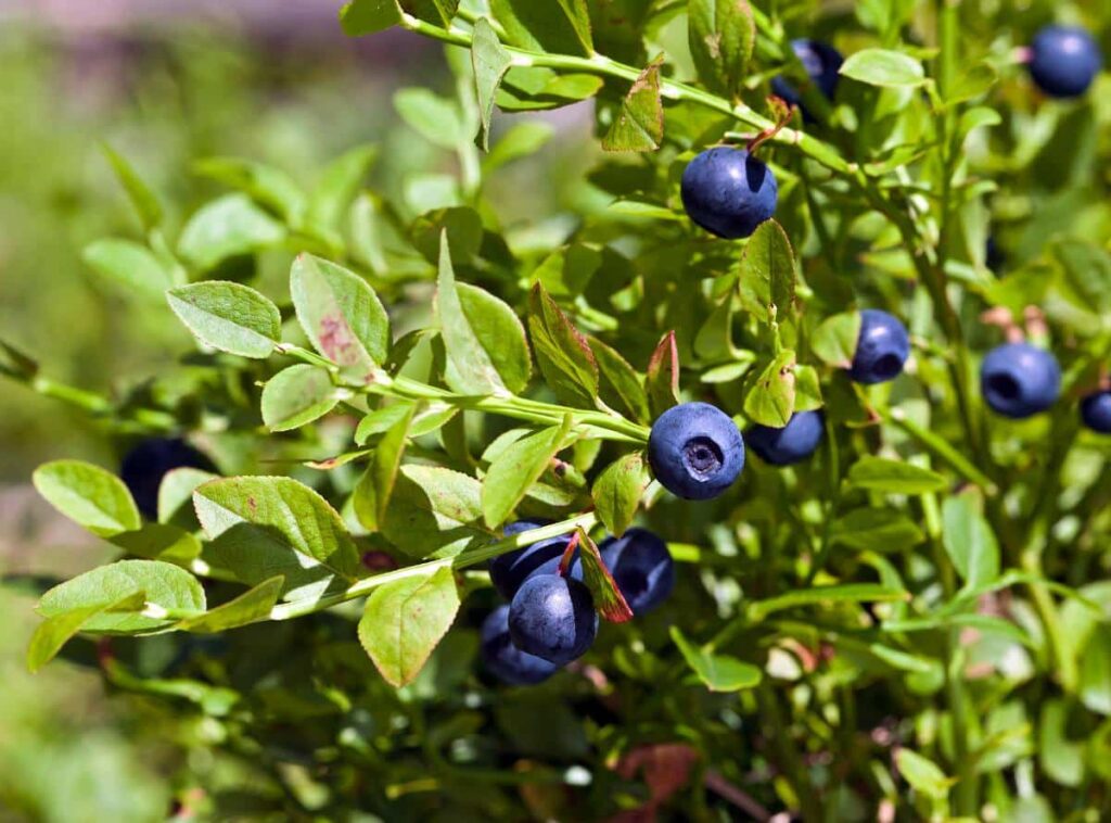 Jardiner Malin : jardinage et recettes de saison