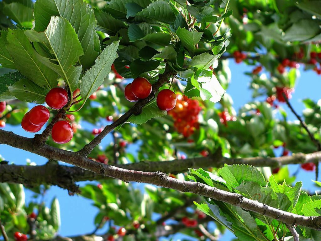 Jardiner Malin : jardinage et recettes de saison