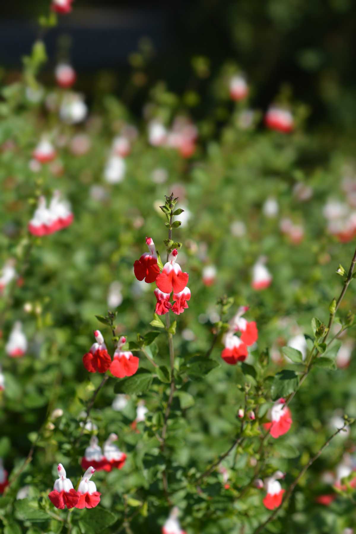 Jardiner Malin : jardinage et recettes de saison