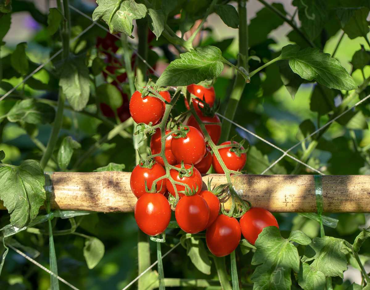 Jardiner Malin : le Jardin et la Maison