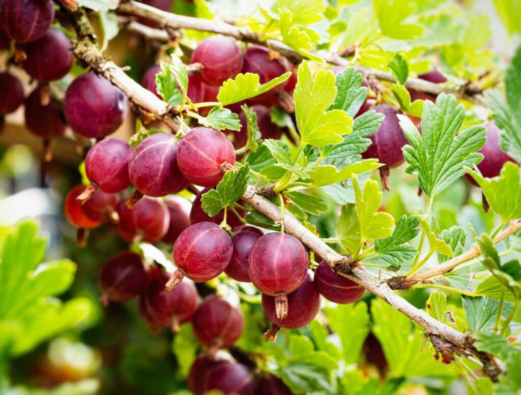 Jardiner Malin : le Jardin et la Maison