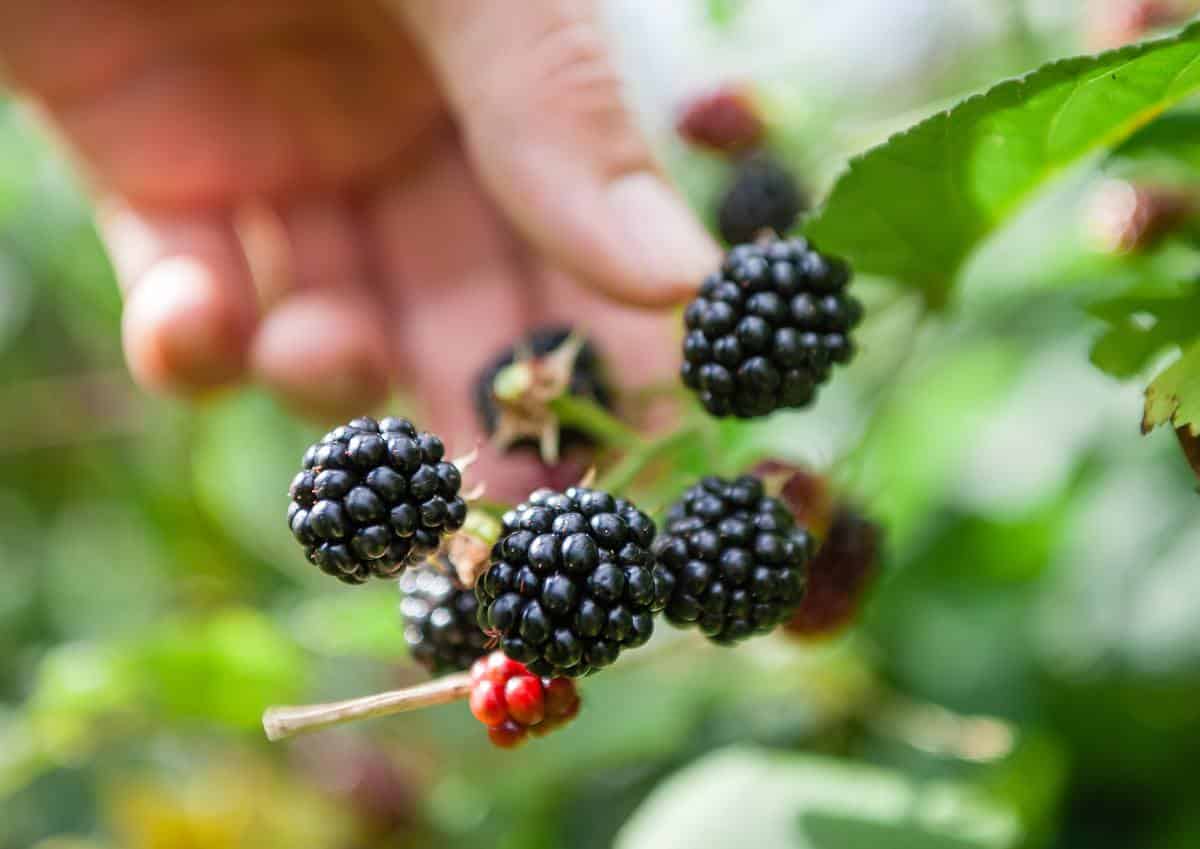 Jardiner Malin : le Jardin et la Maison