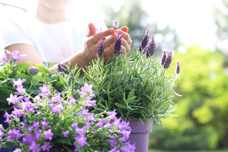 Jardinière de pétunias