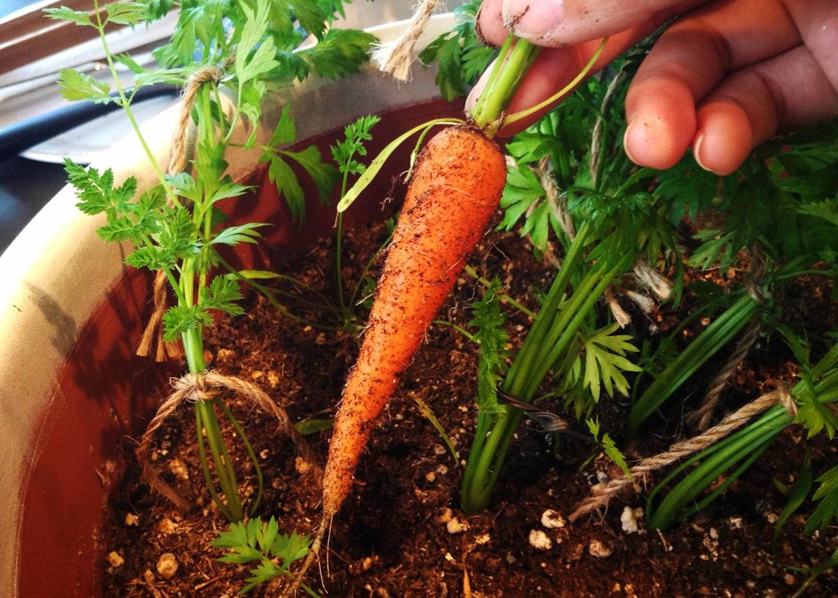 Jardiner Malin : le Jardin et la Maison