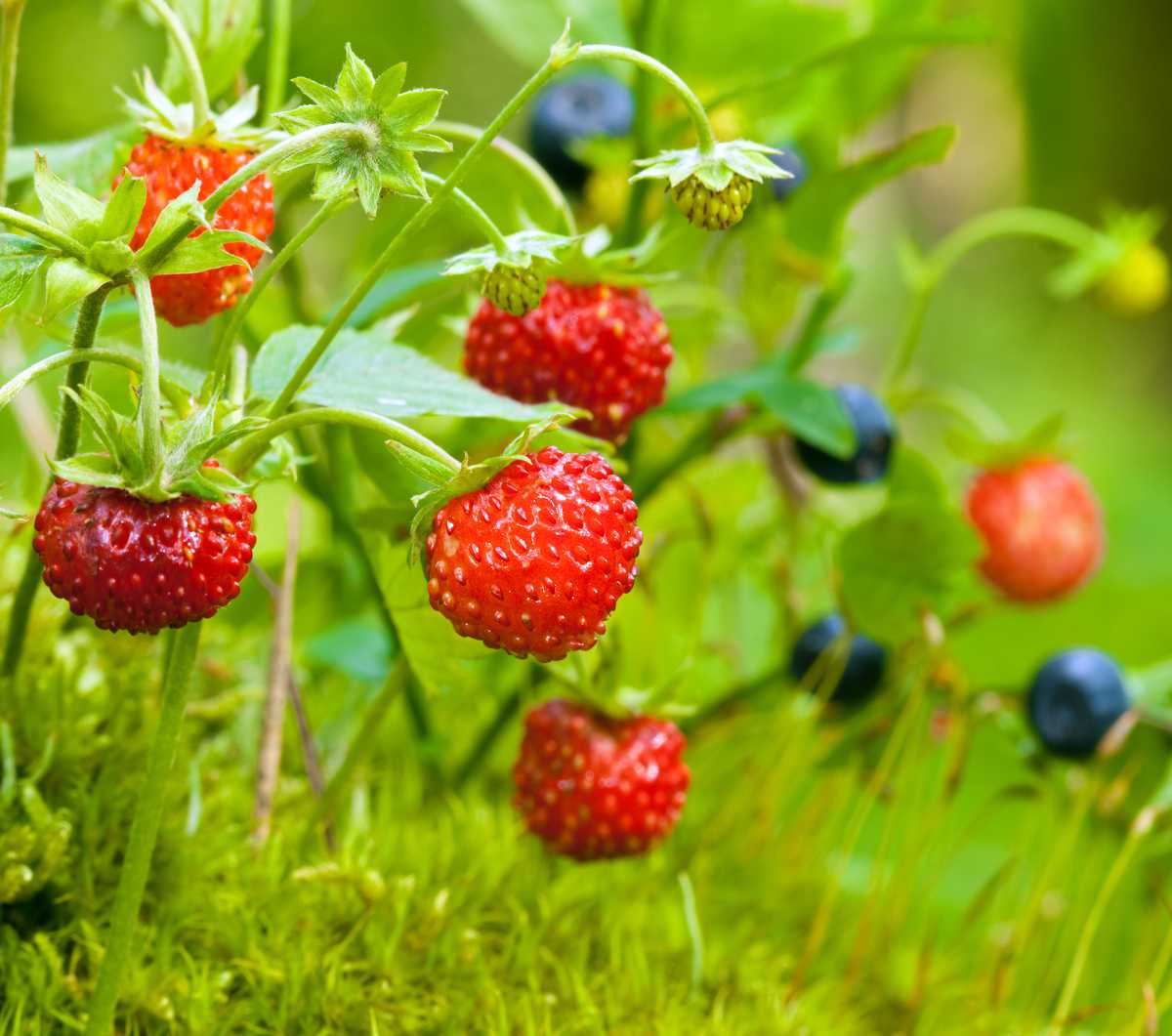 Jardiner Malin : le Jardin et la Maison