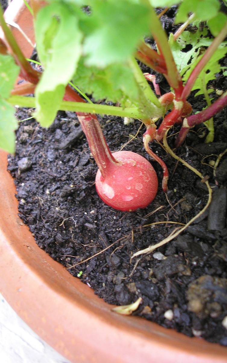 Jardiner Malin : le Jardin et la Maison