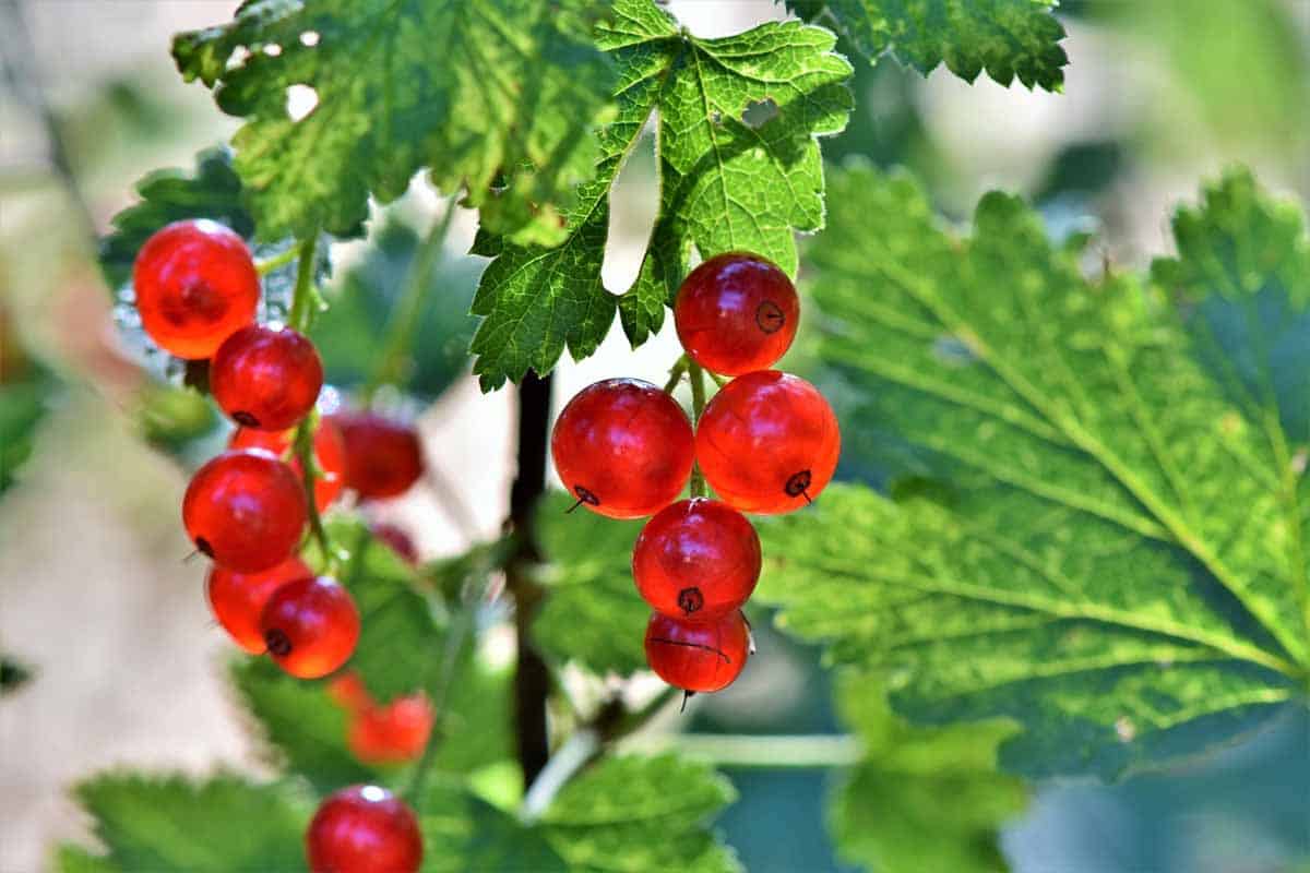 Jardiner Malin : Plantes et Jardin, Potager et Recettes