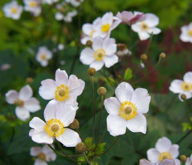 Jardiner Malin : Plantes et Jardin, Potager et Recettes