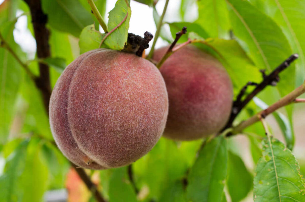 Jardiner Malin : Plantes et Jardin, Potager et Recettes