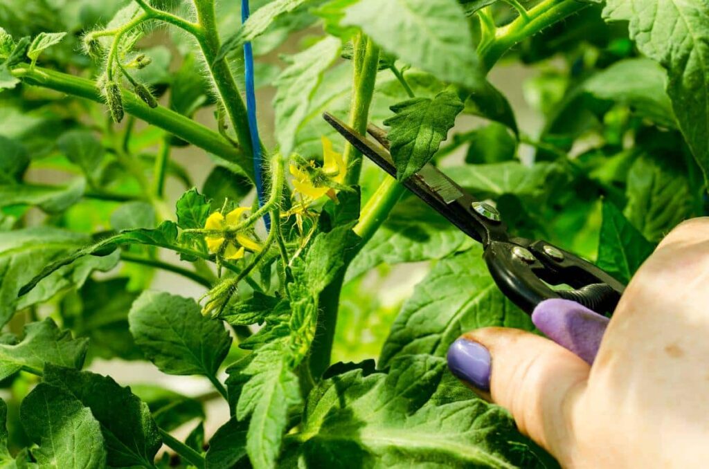 Jardiner Malin : Plantes et Jardin, Potager et Recettes