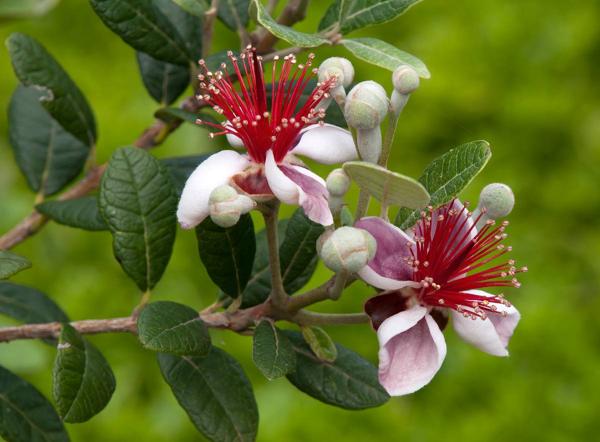 Jardiner Malin : Plantes et Jardin, Potager et Recettes