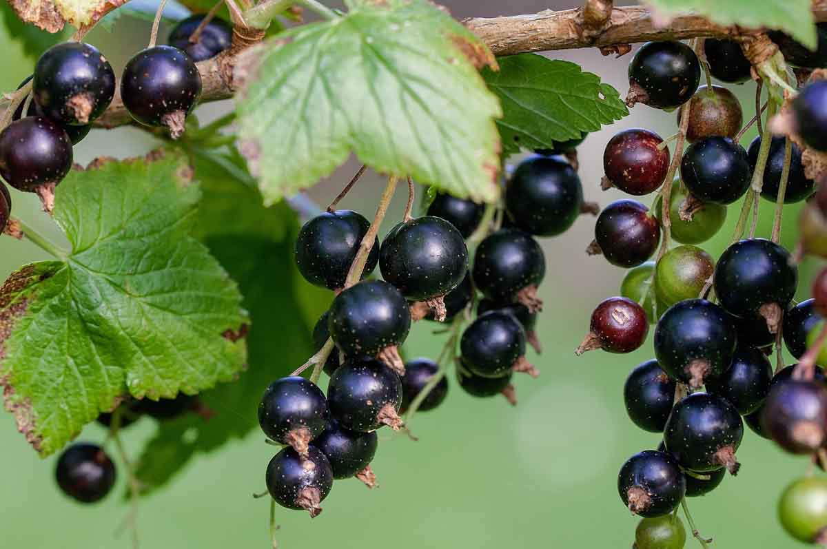 Jardiner Malin : Plantes et Jardin, Potager et Recettes