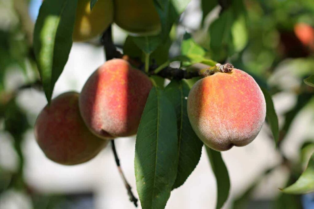 Jardiner Malin : Plantes et Jardin, Potager et Recettes