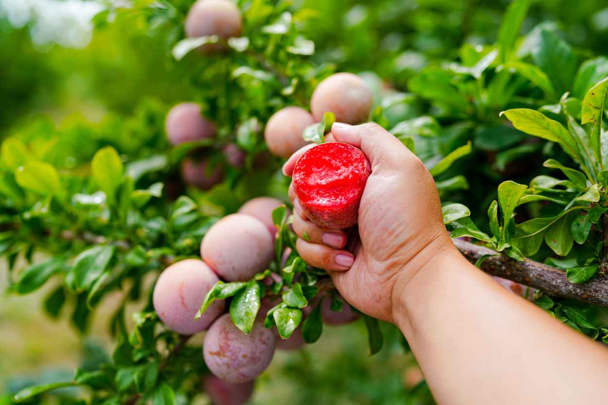 Jardiner Malin : Plantes et Jardin, Potager et Recettes