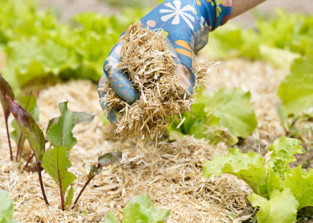 Jardiner Malin : Plantes et Jardin, Potager et Recettes