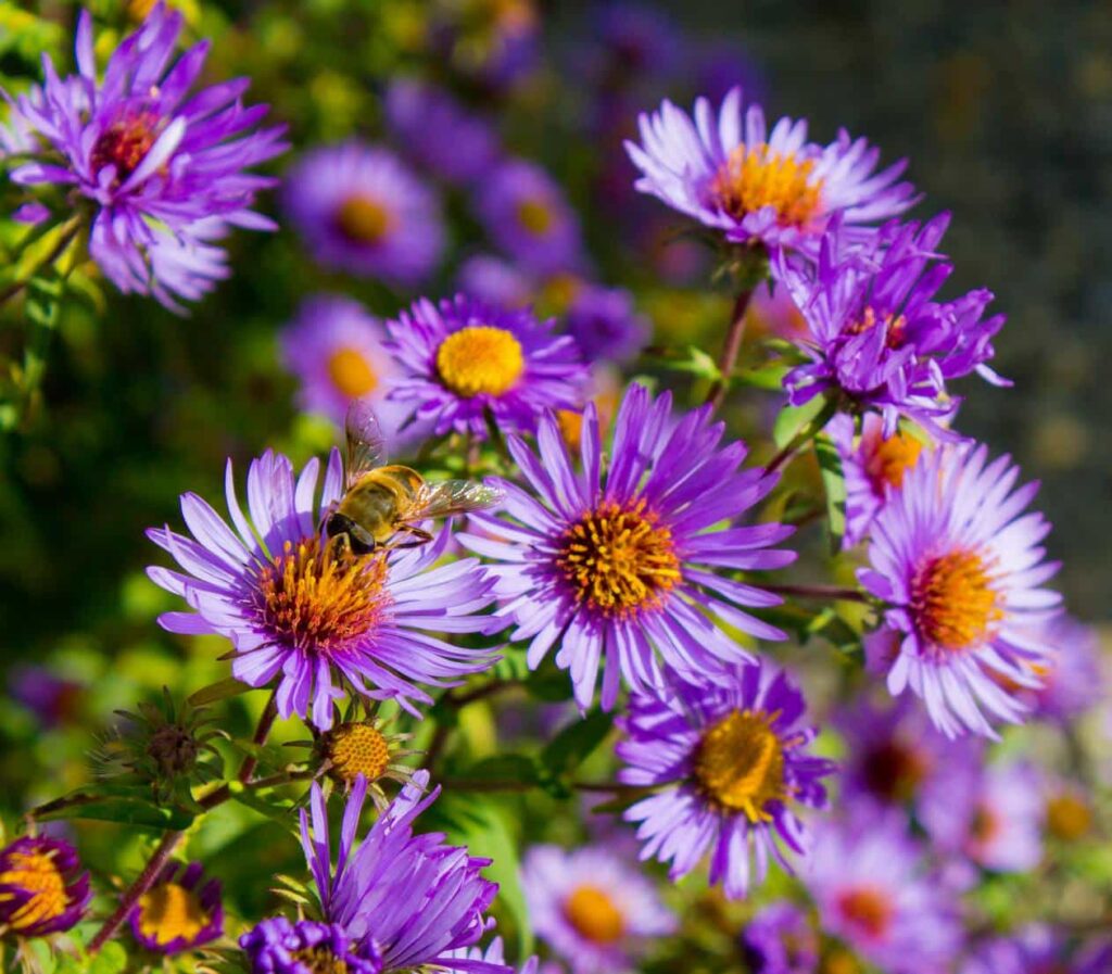 Jardiner Malin : Plantes et Jardin, Potager et Jardinerie en ligne