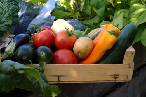 Jardiner Malin : Plantes et Jardin, Potager et Jardinerie en ligne
