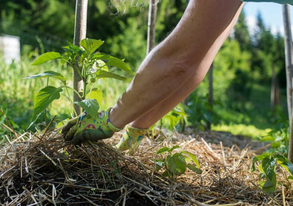 Jardiner Malin : Plantes et Jardin, Potager et Jardinerie en ligne
