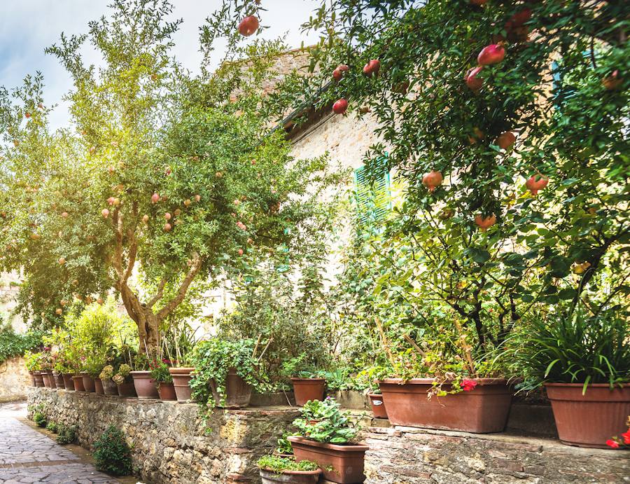 Jardiner Malin : Plantes et Jardin, Potager et Jardinerie en ligne