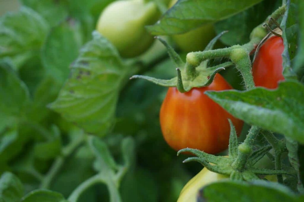 Jardiner Malin : Plantes et Jardin, Potager et Jardinerie en ligne