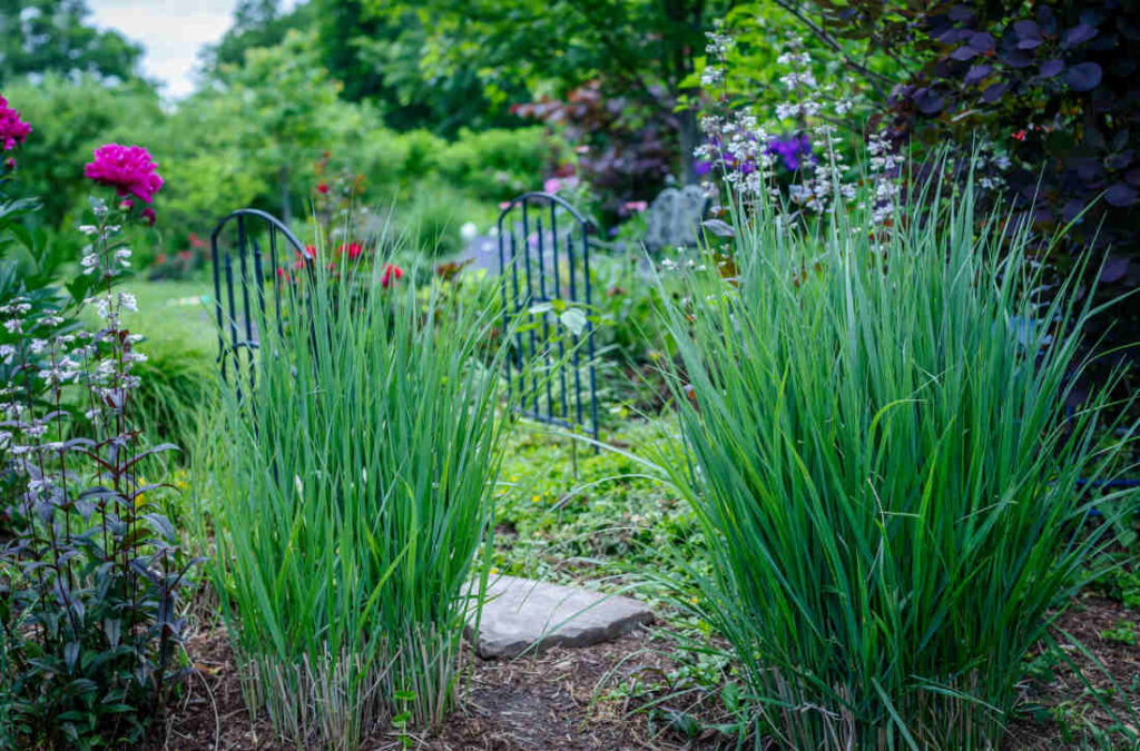 Jardiner Malin : Plantes et Jardin, Potager et Jardinerie en ligne