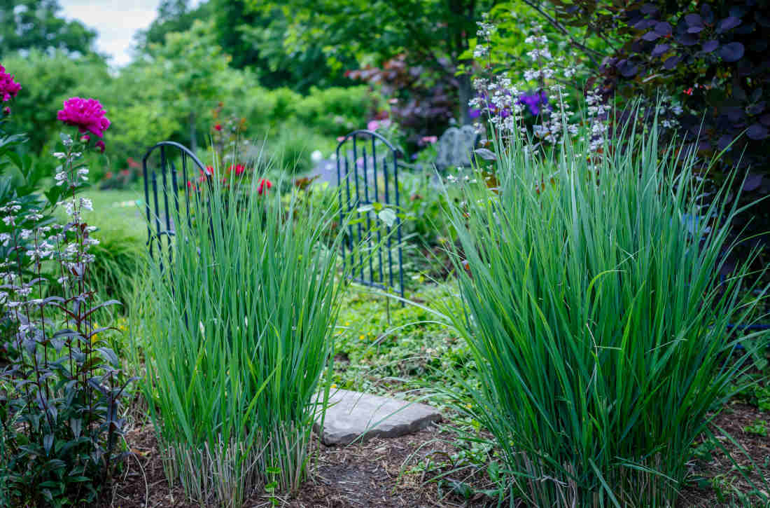 Jardiner Malin : Plantes et Jardin, Potager et Jardinerie en ligne